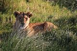 TANZANIA - Serengeti National Park - Leoni Lions - 15